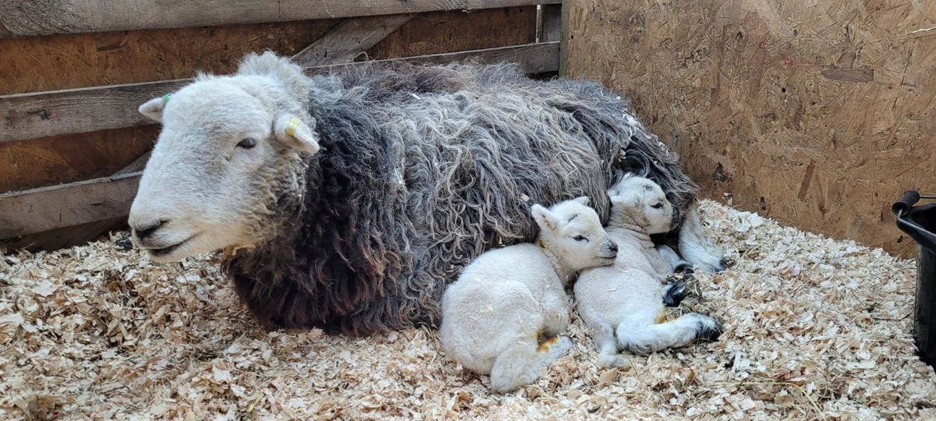 Inside the Lambing Shed at Bowmuir Farm, Lanarkshire
